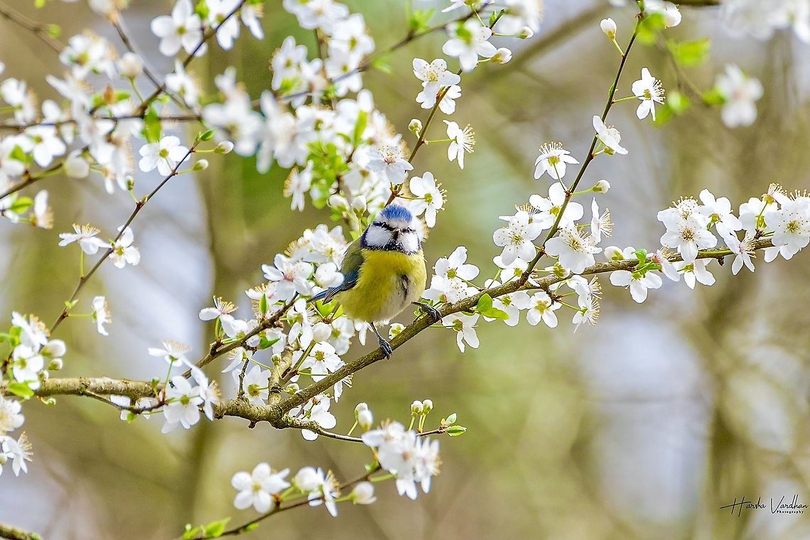 Eurasian blue tit  Cyanistes caeruleus,Eurasian blue tit,France,Geotagged,Winter