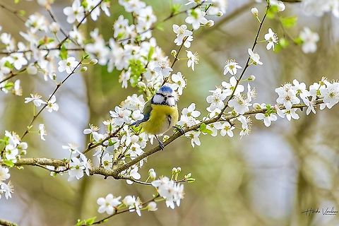 Eurasian blue tit  Cyanistes caeruleus,Eurasian blue tit,France,Geotagged,Winter