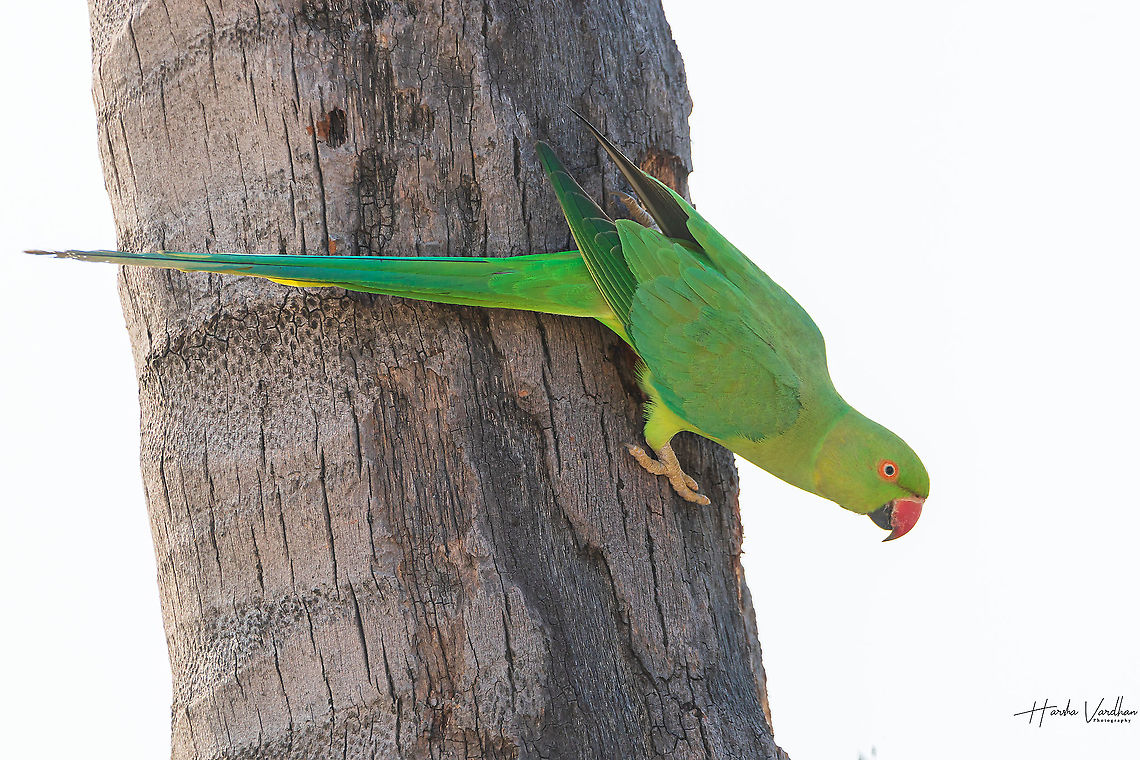 Rose-ringed parakeet - Psittacula krameri <section class="video"><iframe width="448" height="282" src="https://www.youtube-nocookie.com/embed/08ayjOGU8-I?hd=1&autoplay=0&rel=0" frameborder="0" allowfullscreen></iframe></section> Geotagged,India,Psittacula krameri,Rose-ringed parakeet,Winter