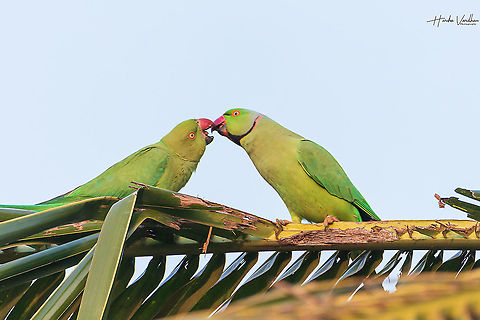 Rose-ringed parakeet couple in deep love - Psittacula krameri https://youtu.be/08ayjOGU8-I Geotagged,India,Psittacula krameri,Rose-ringed parakeet,Winter