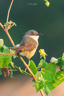 Ashy Prinia - Prinia socialis  Ashy Prinia,Geotagged,India,Prinia socialis,Winter