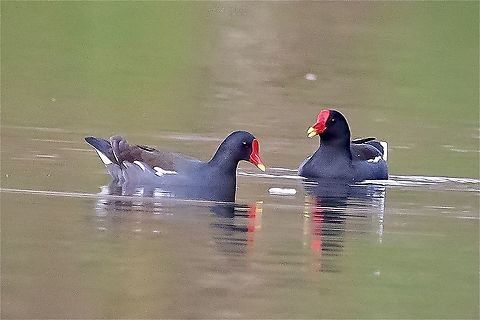 Common Moorhen- Gallinula chloropus  Common Moorhen,France,Gallinula chloropus,Geotagged,Winter