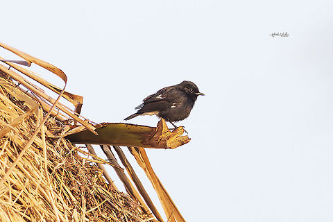 Pied bush chat - Saxicola caprata  Geotagged,India,Pied bush chat,Saxicola caprata,Winter