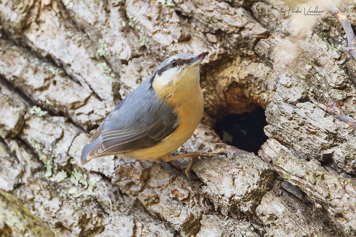 Eurasian Nuthatch cleaning it's home- Sitta europaea  Eurasian Nuthatch,France,Geotagged,Sitta europaea,Winter