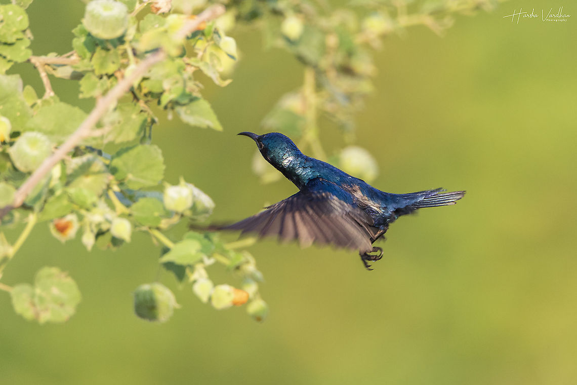 Purple sunbird Male - Cinnyris asiaticus  Cinnyris asiaticus,Geotagged,India,Purple sunbird,Winter