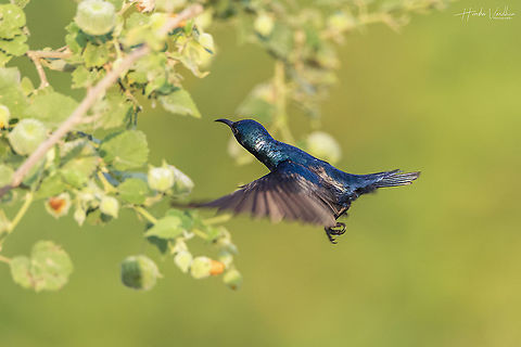 Purple sunbird Male - Cinnyris asiaticus  Cinnyris asiaticus,Geotagged,India,Purple sunbird,Winter