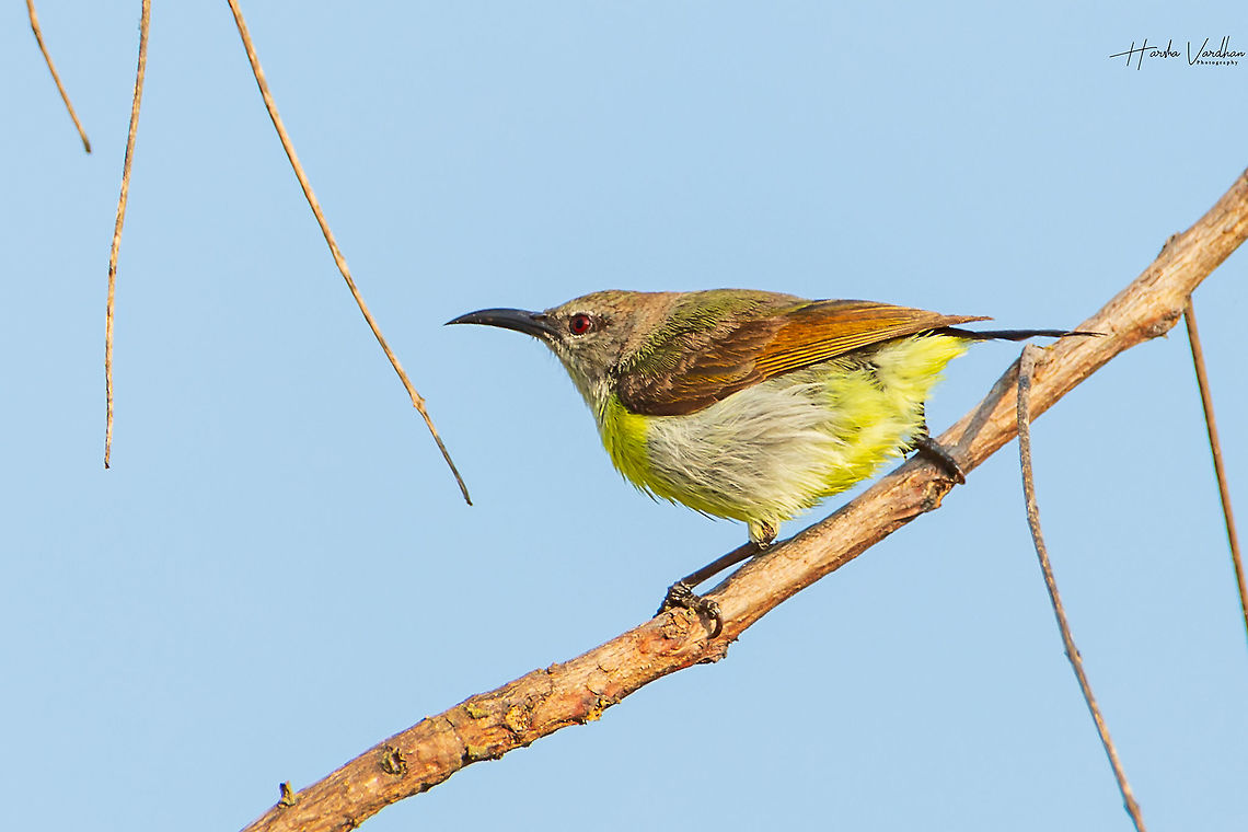 Purple rumped sunbird - Leptocoma zeylonica  Geotagged,India,Leptocoma zeylonica,Purple-rumped sunbird,Winter