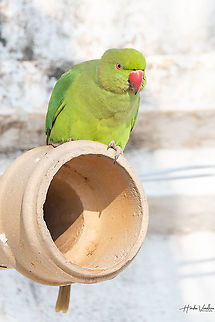 Rose-ringed parakeet - Psittacula krameri  Geotagged,India,Psittacula krameri,Rose-ringed parakeet,Winter