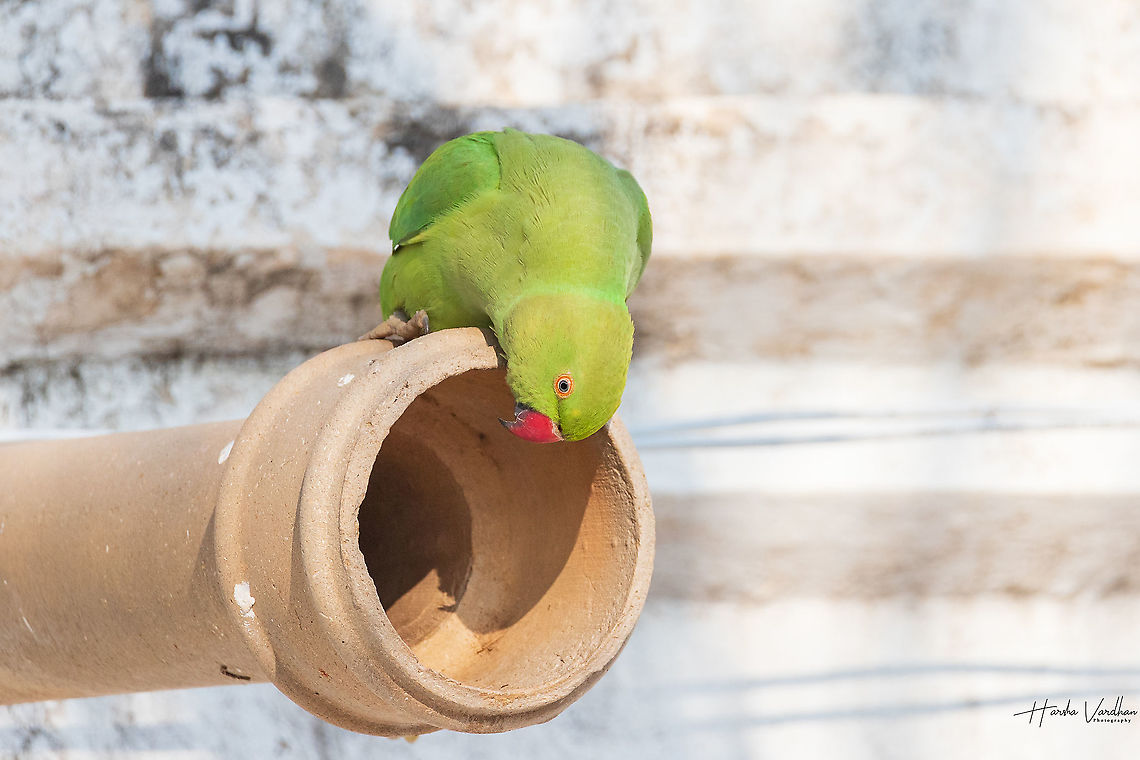 Rose-ringed parakeet - Psittacula krameri <section class="video"><iframe width="448" height="282" src="https://www.youtube-nocookie.com/embed/08ayjOGU8-I?hd=1&autoplay=0&rel=0" frameborder="0" allowfullscreen></iframe></section> Psittacula krameri,Rose-ringed parakeet