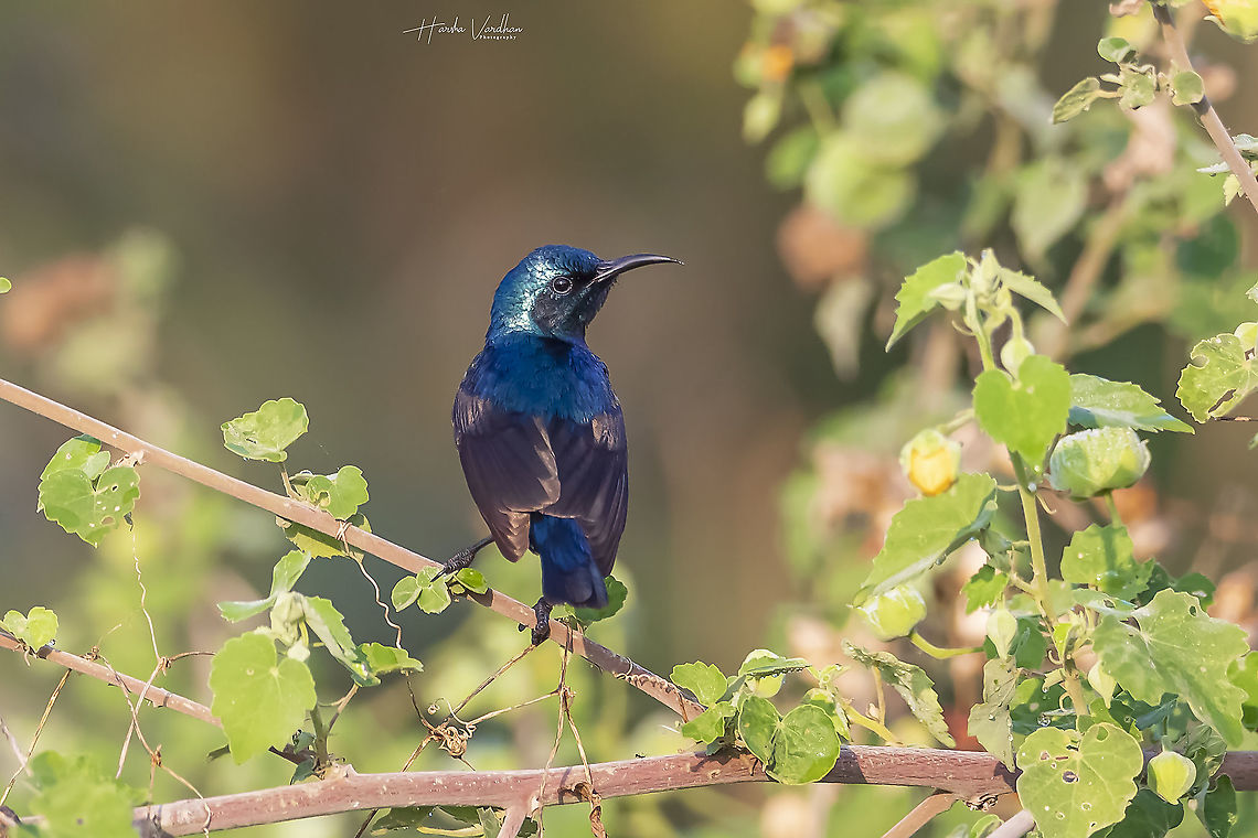 Purple sunbird Male - Cinnyris asiaticus  Cinnyris asiaticus,Geotagged,India,Purple sunbird,Winter