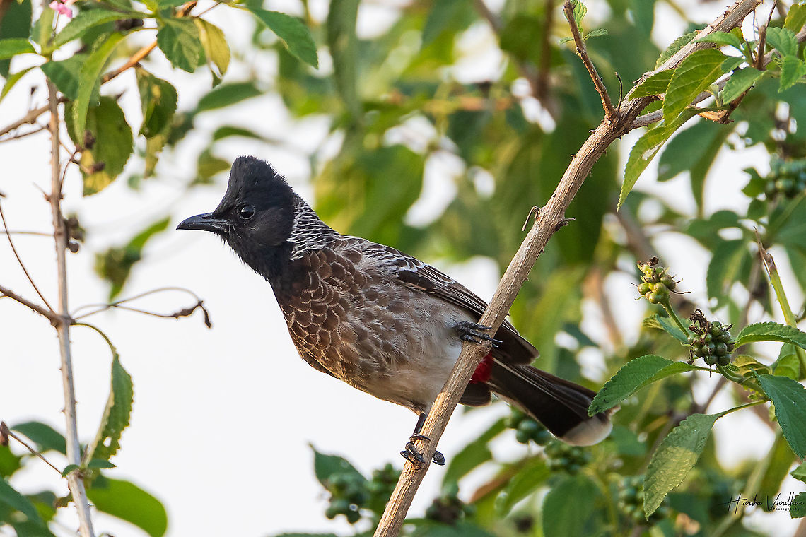Red vented Bulbul - Pycnonotus cafer  Geotagged,India,Pycnonotus cafer,Red-vented Bulbul,Winter
