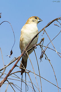 Scaly breasted munia - Lonchura punctulata  Geotagged,India,Lonchura punctulata,Scaly-breasted munia,Winter