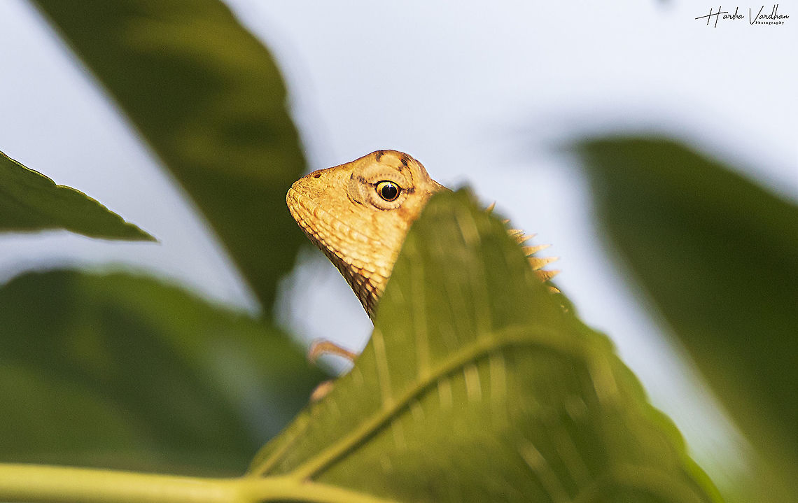Oriental Garden Lizard - Calotes versicolor  Calotes versicolor,Geotagged,India,Oriental Garden Lizard,Winter