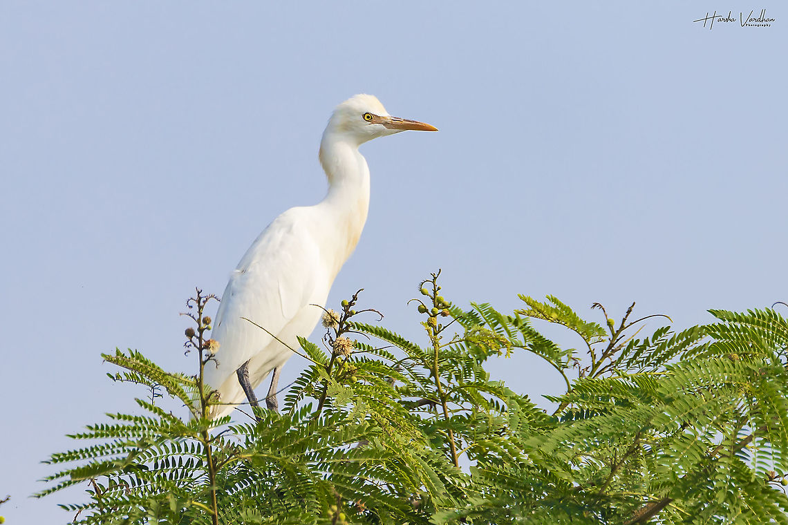 Great egret - Ardea alba  Ardea alba,Bubulcus ibis,Geotagged,Great egret,India,Western cattle egret,Winter