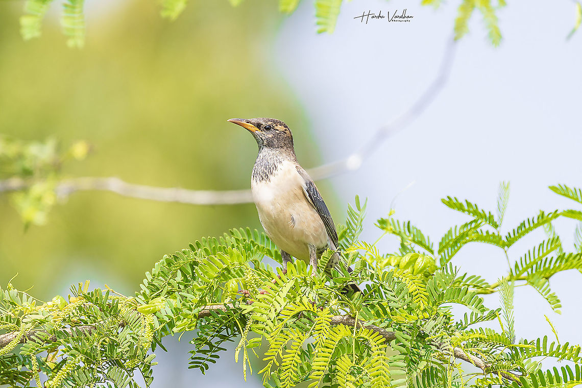 subadult Rose coloured Starling - Sturnus roseus  Geotagged,India,Pastor roseus,Rosy starling,Winter