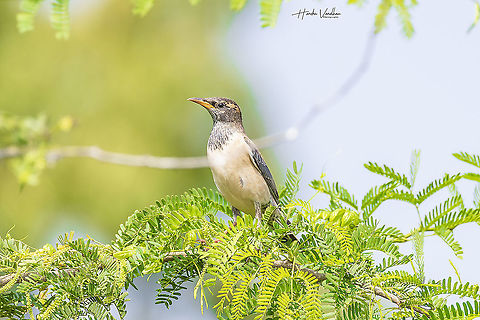 subadult Rose coloured Starling - Sturnus roseus  Geotagged,India,Pastor roseus,Rosy starling,Winter