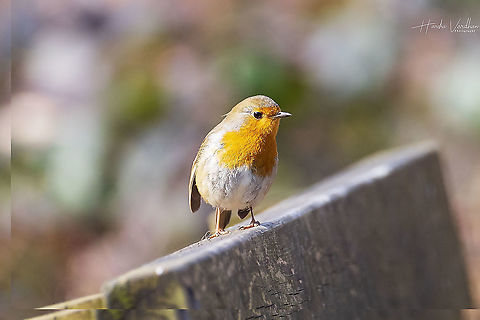 European robin - Erithacus rubecula  Erithacus rubecula,European robin,France,Geotagged,Winter