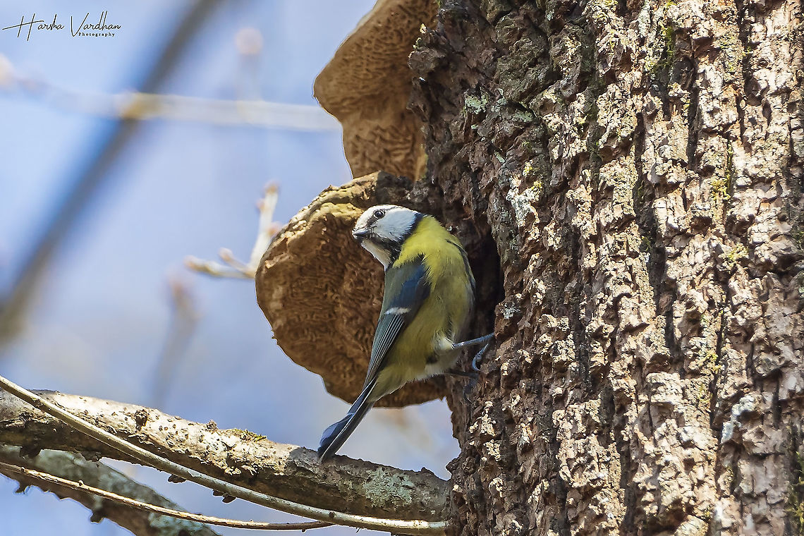 Eurasian blue tit - Cyanistes caeruleus  Cyanistes caeruleus,Eurasian blue tit,France,Geotagged,Winter
