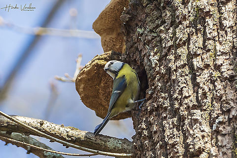 Eurasian blue tit - Cyanistes caeruleus  Cyanistes caeruleus,Eurasian blue tit,France,Geotagged,Winter