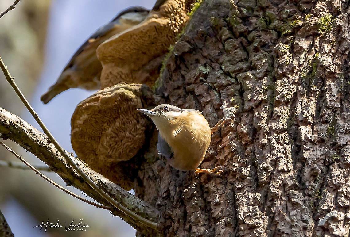 Eurasian Nuthatch - Sitta europaea  Eurasian Nuthatch,France,Geotagged,Sitta europaea,Winter