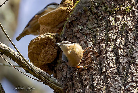 Eurasian Nuthatch - Sitta europaea  Eurasian Nuthatch,France,Geotagged,Sitta europaea,Winter