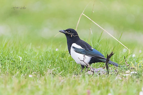 Eurasian magpie collecting sticks to construct it's home - birds are great engineers are you agree with me?  Eurasian magpie,France,Geotagged,Pica pica,Winter