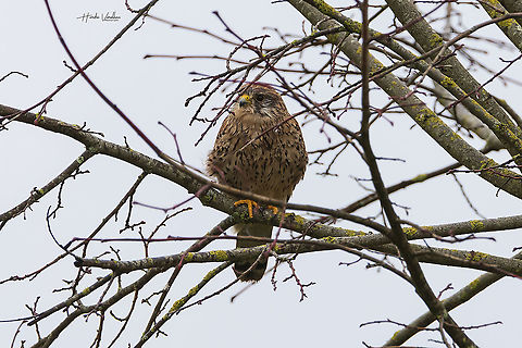Common Kestrel - Falco tinnunculus - spring started in france  Common Kestrel,Falco tinnunculus,France,Geotagged,Winter