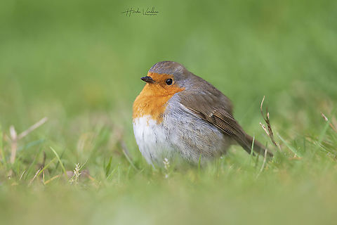 European robin portrait - Erithacus rubecula  Erithacus rubecula,European robin,France,Geotagged,Winter