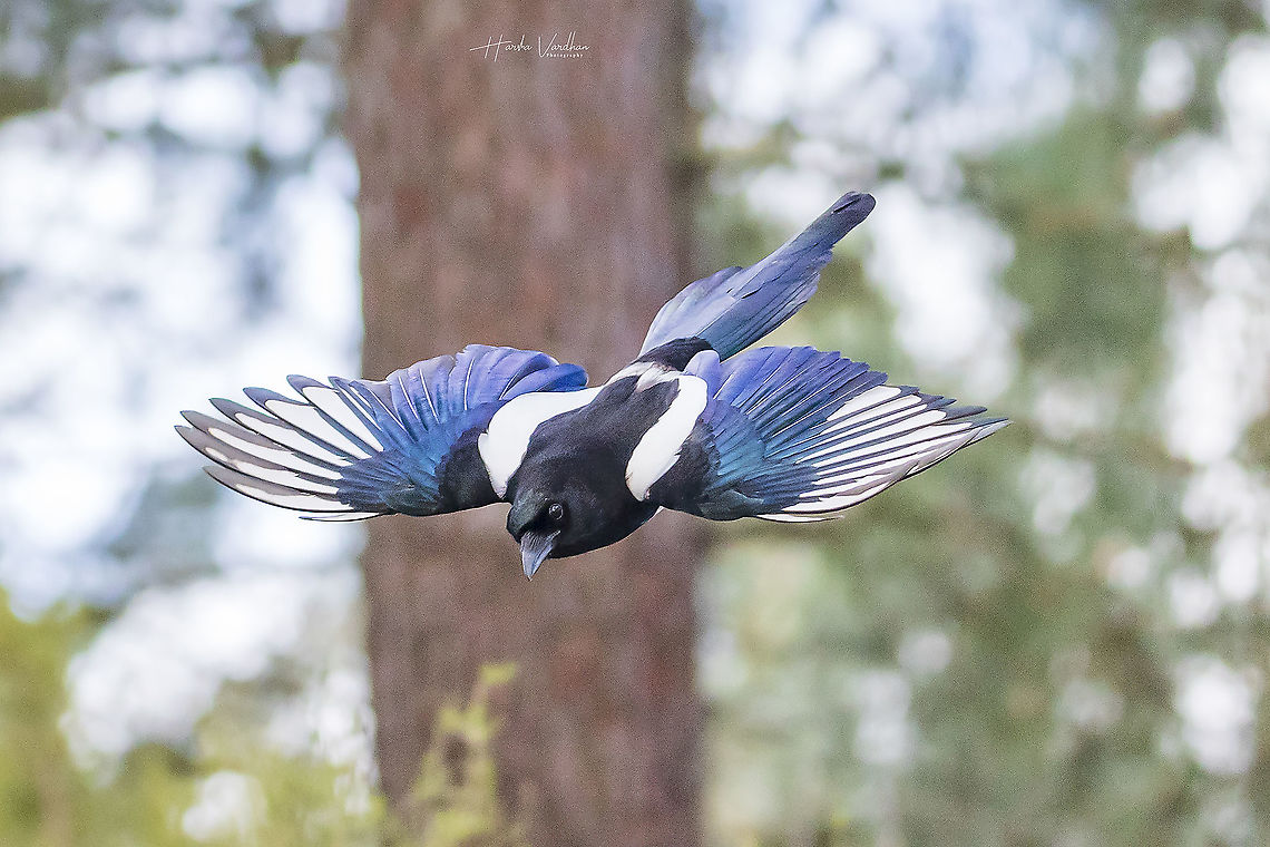 Eurasian magpie flight mode - Pica pica  Eurasian magpie,France,Geotagged,Pica pica,Winter