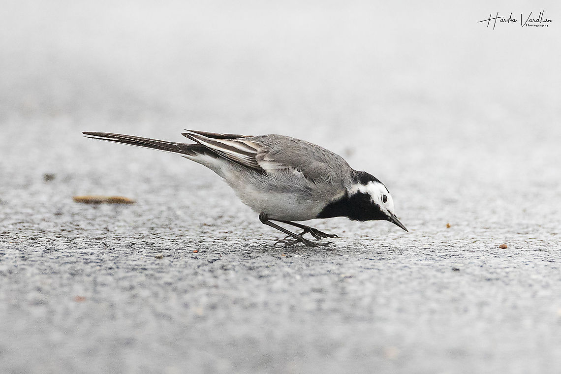 White wagtail - Motacilla alba  France,Geotagged,Motacilla alba,White wagtail,Winter