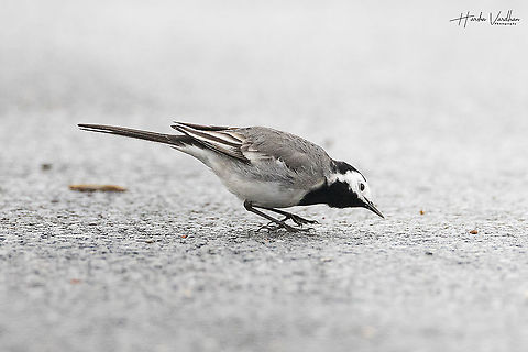 White wagtail - Motacilla alba  France,Geotagged,Motacilla alba,White wagtail,Winter