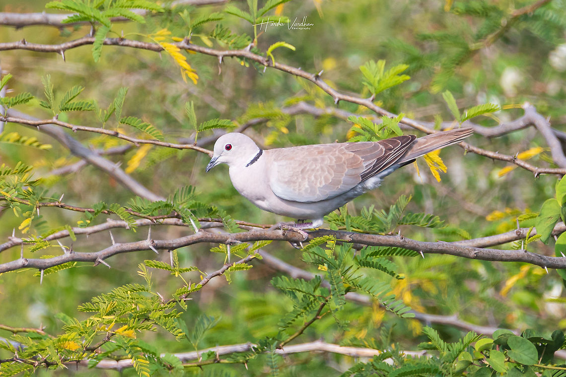 Eurasian collared dove - Streptopelia decaocto  Eurasian collared dove,Geotagged,India,Laughing Dove,Spilopelia senegalensis,Streptopelia decaocto,Winter