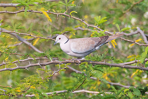 Eurasian collared dove - Streptopelia decaocto  Eurasian collared dove,Geotagged,India,Laughing Dove,Spilopelia senegalensis,Streptopelia decaocto,Winter