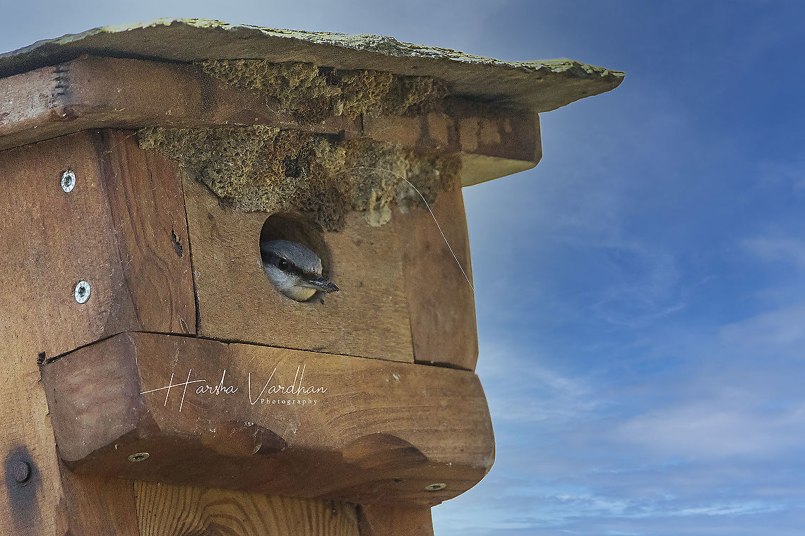 Eurasian Nuthatch - wood nuthatch- Sitta europaea  Eurasian Nuthatch,France,Geotagged,Sitta europaea,Winter