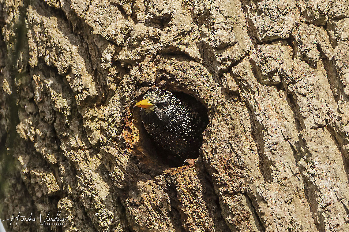 Common starling - Sturnus vulgaris  Common Starling,France,Geotagged,Sturnus vulgaris,Winter