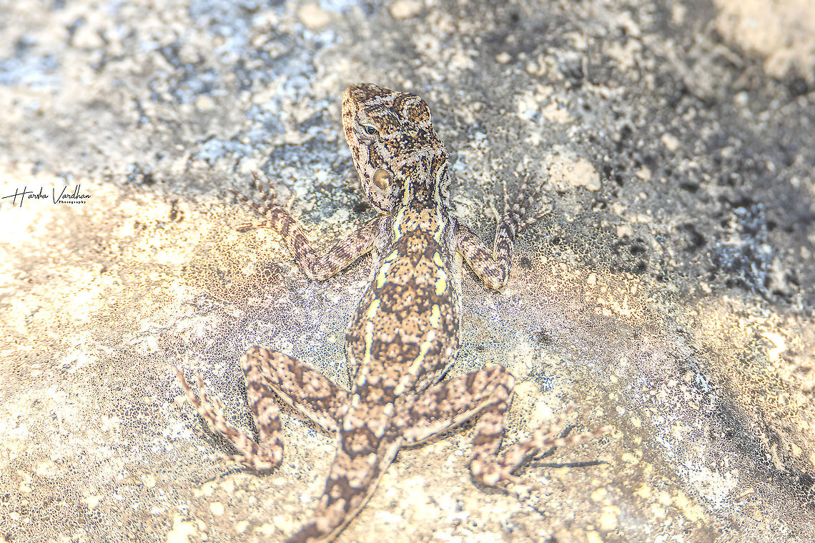 FEMALE South Indian Rock Agama, Psammophilus dorsalis  Geotagged,India,Peninsular rock agama,Psammophilus dorsalis,Winter