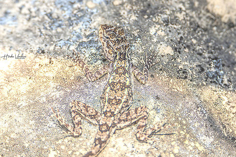 FEMALE South Indian Rock Agama, Psammophilus dorsalis  Geotagged,India,Peninsular rock agama,Psammophilus dorsalis,Winter