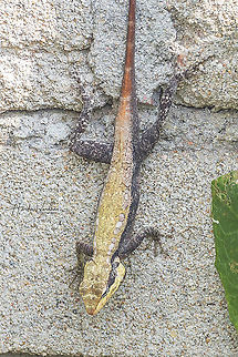 MALE South Indian Rock Agama, Psammophilus dorsalis  Geotagged,India,Peninsular rock agama,Psammophilus dorsalis,Winter