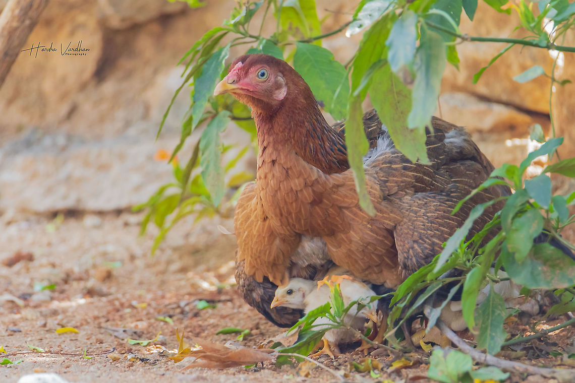 mother hen protecting chicks - Gallus gallus domesticus - red junglefowl  Domestic Chicken,Gallus gallus,Gallus gallus var. domesticus,Geotagged,India,Red junglefowl,Winter