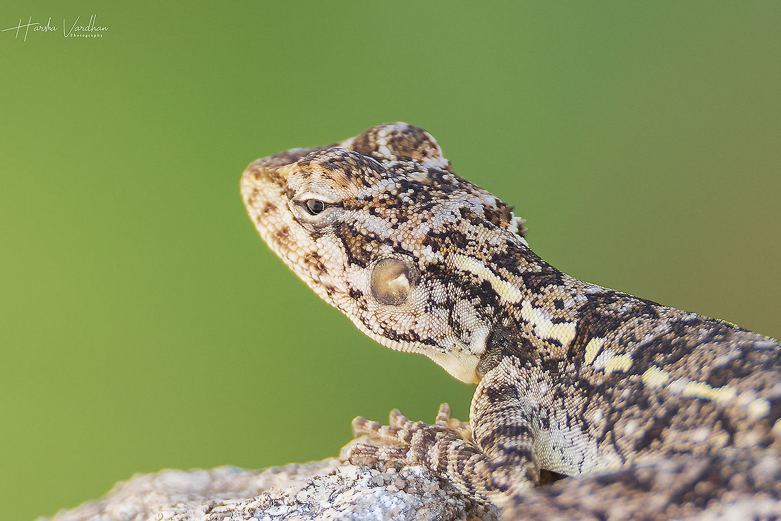 FEMALE South Indian Rock Agama - Psammophilus dorsalis  Geotagged,India,Peninsular rock agama,Psammophilus dorsalis,Winter