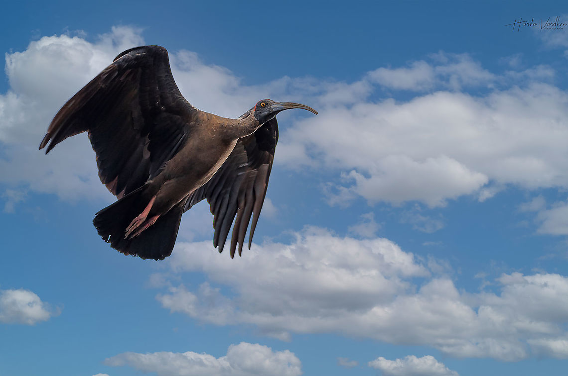 Red Naped Ibis - Pseudibis papillosa  Geotagged,India,Pseudibis papillosa,Red-naped Ibis,Winter