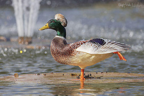 Crested domestic duck - Anas platyrhynchos domesticus  Anas platyrhynchos,France,Geotagged,Mallard,Winter