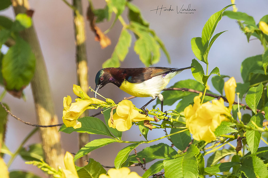 purple-rumped sunbird (male) - leptocoma zeylonica  Geotagged,India,Leptocoma zeylonica,Purple-rumped sunbird,Winter