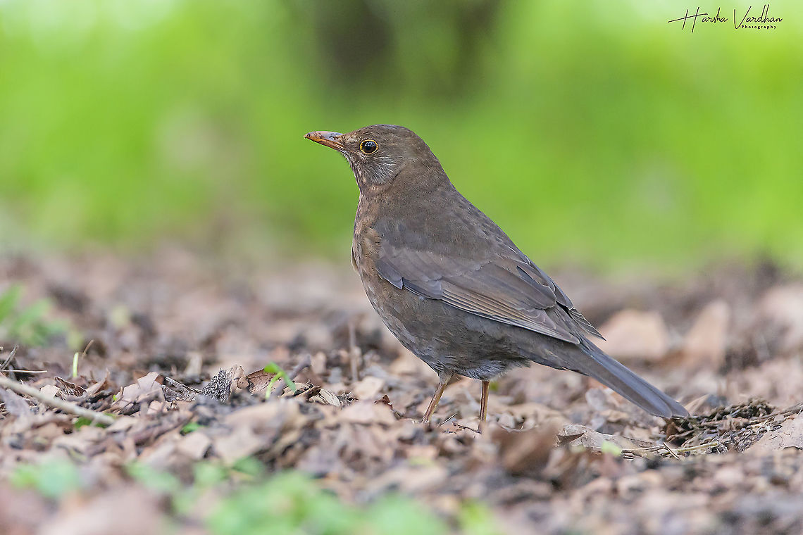 Common blackbird female - Turdus merula - Eurasian blackbird  Common Blackbird,France,Geotagged,Turdus merula,Winter