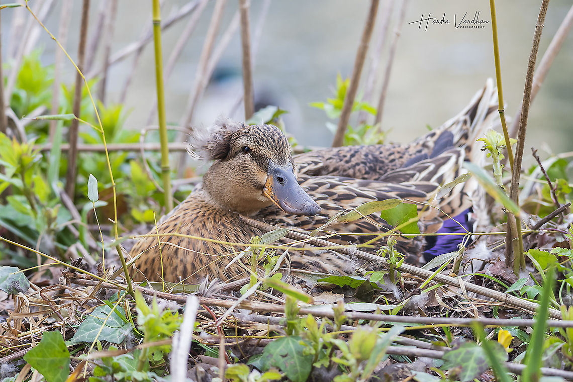 Crested domestic duck on it's nest- Anas platyrhynchos domesticus  Anas platyrhynchos,France,Geotagged,Mallard,Winter