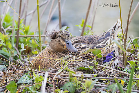 Crested domestic duck on it's nest- Anas platyrhynchos domesticus  Anas platyrhynchos,France,Geotagged,Mallard,Winter