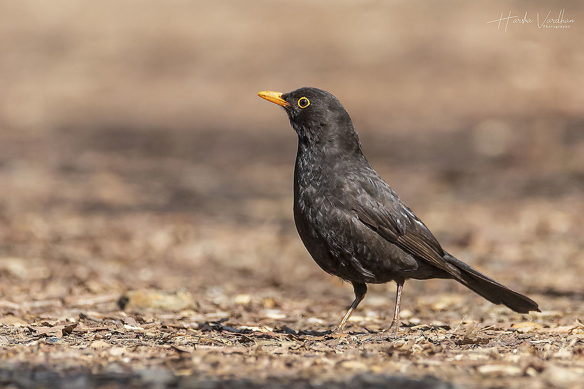 Common blackbird male - Turdus merula - Eurasian blackbird  Common Blackbird,France,Geotagged,Spring,Turdus merula