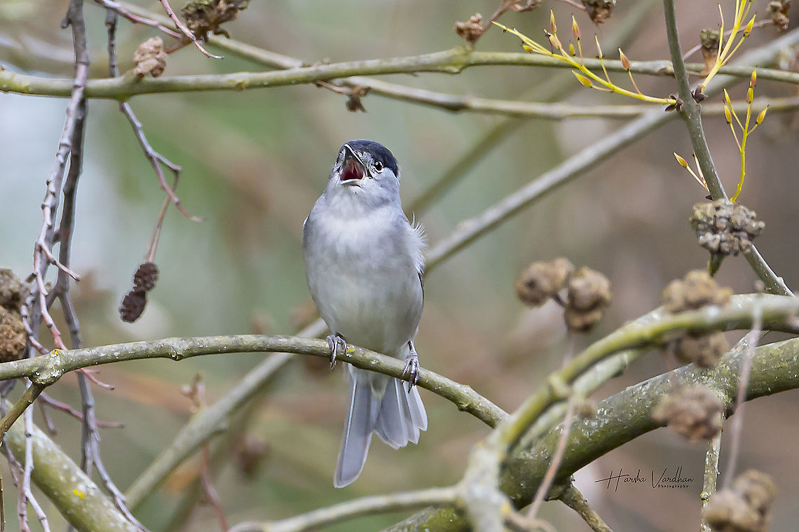 Eurasian blackcap - sylvia atricapilla  Blackcap,France,Geotagged,Sylvia atricapilla,Winter