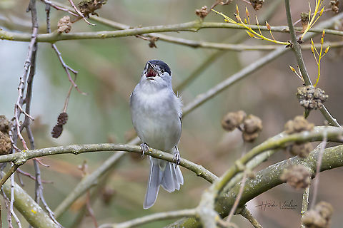 Blackcap