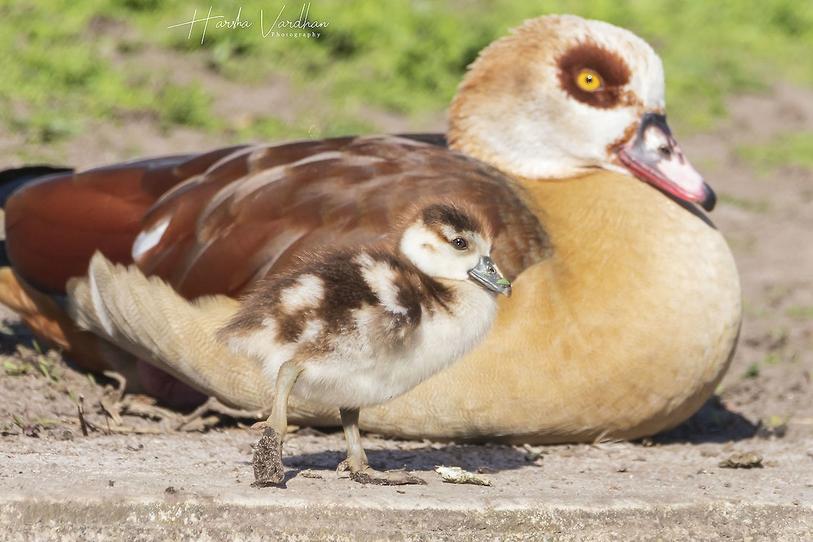 Egyptian goose gosling (Alopochen aegyptiaca)  Alopochen aegyptiacus,Egyptian Goose,France,Geotagged,Spring